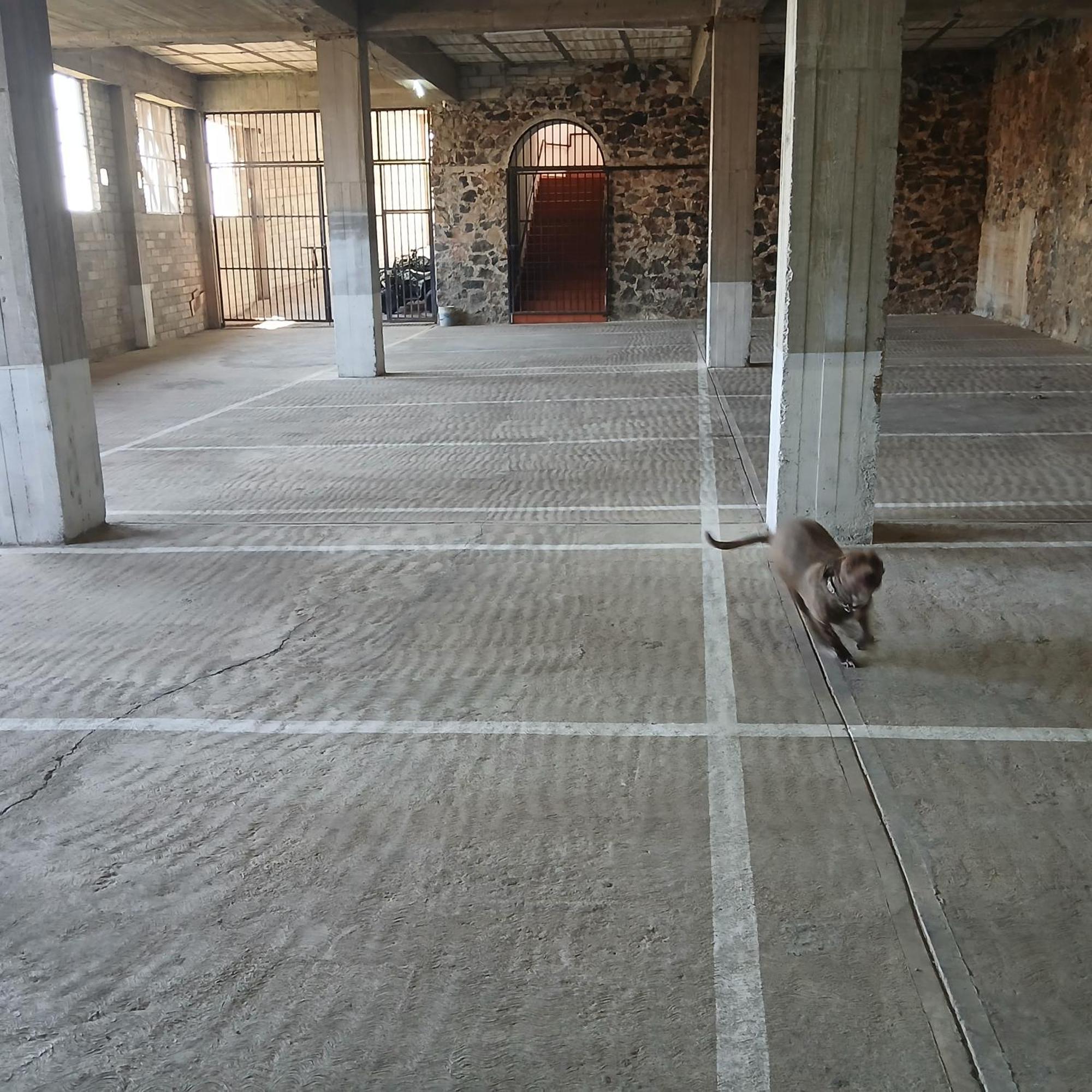 Hotel Alondra Los Laureles エクステリア 写真